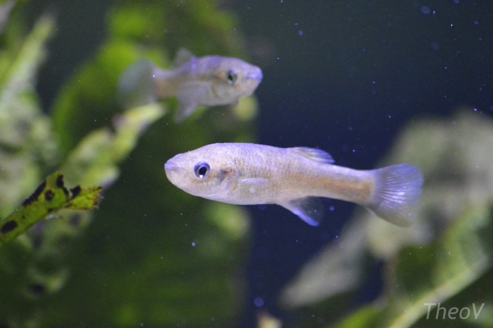 Bermuda killifish [2019]