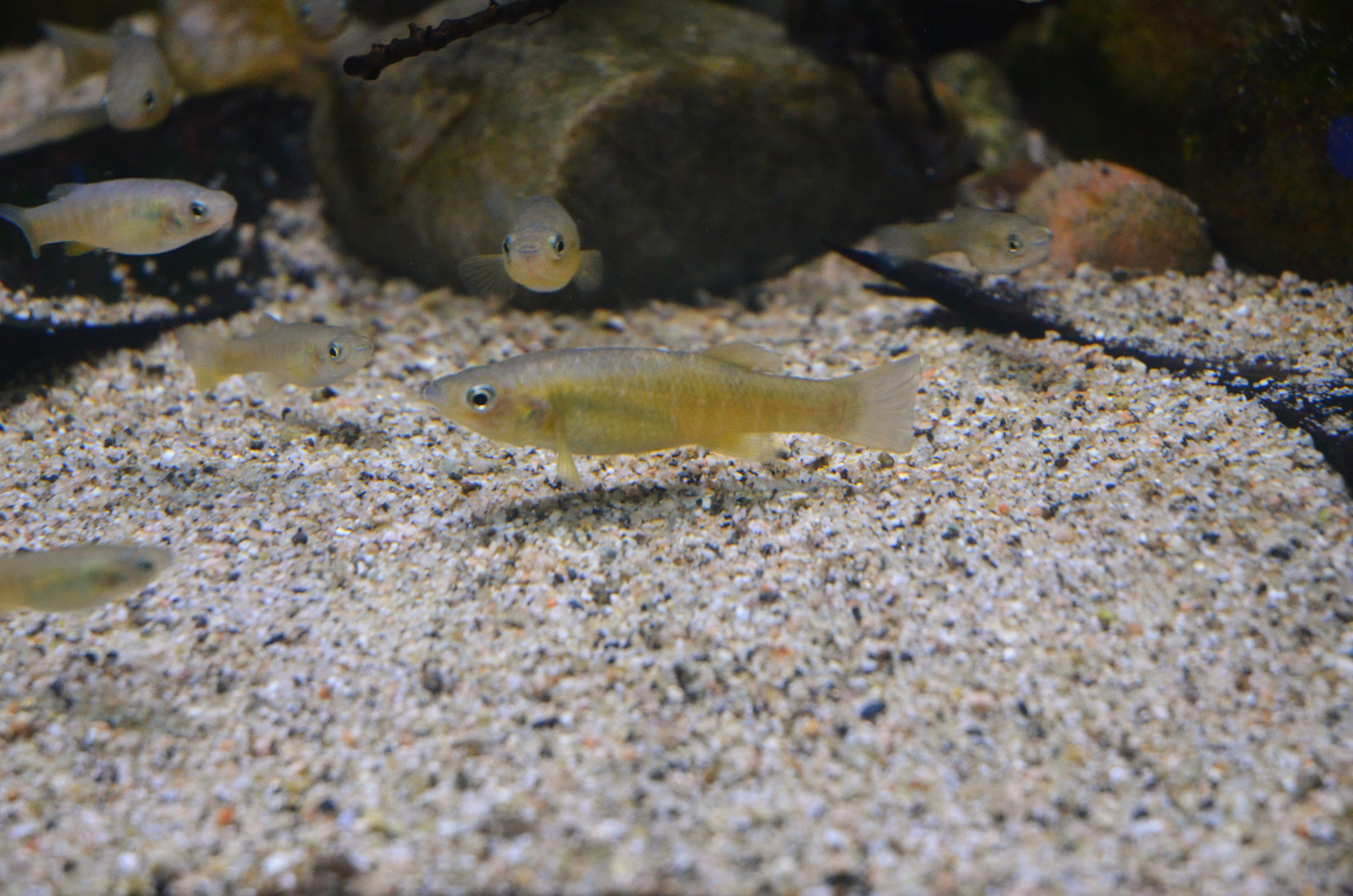 Bermuda Killifish at Chester, 07/04/18
