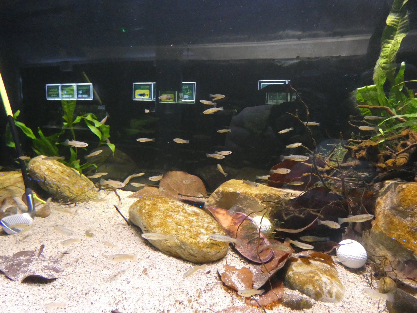 Bermuda Killifish Enclosure (note golf club and golf balls)