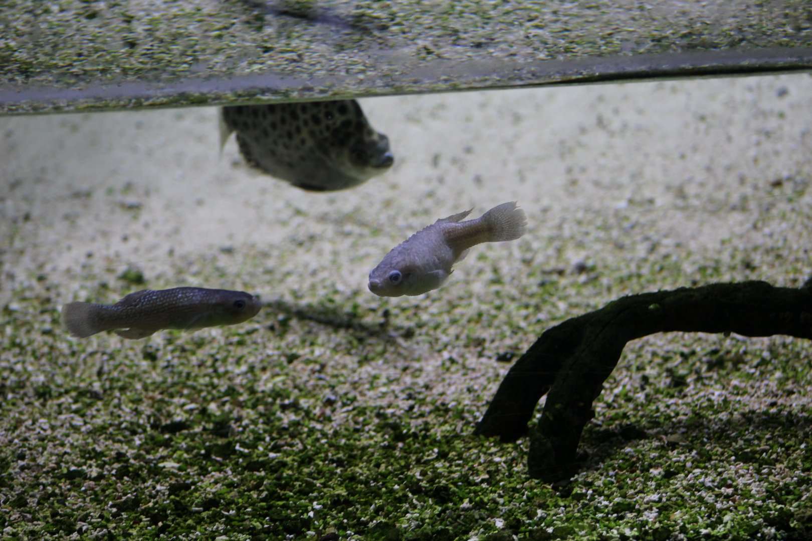 Bermuda Killifish