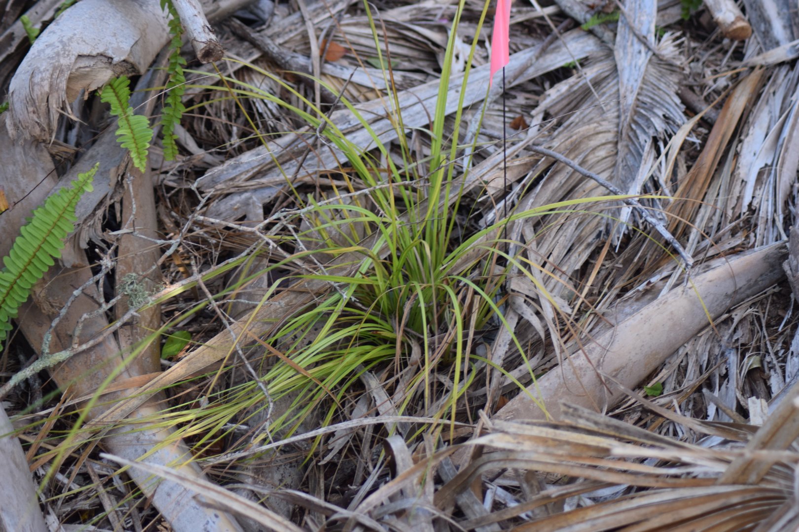 Bermuda Sedge (Carex bermudiana)