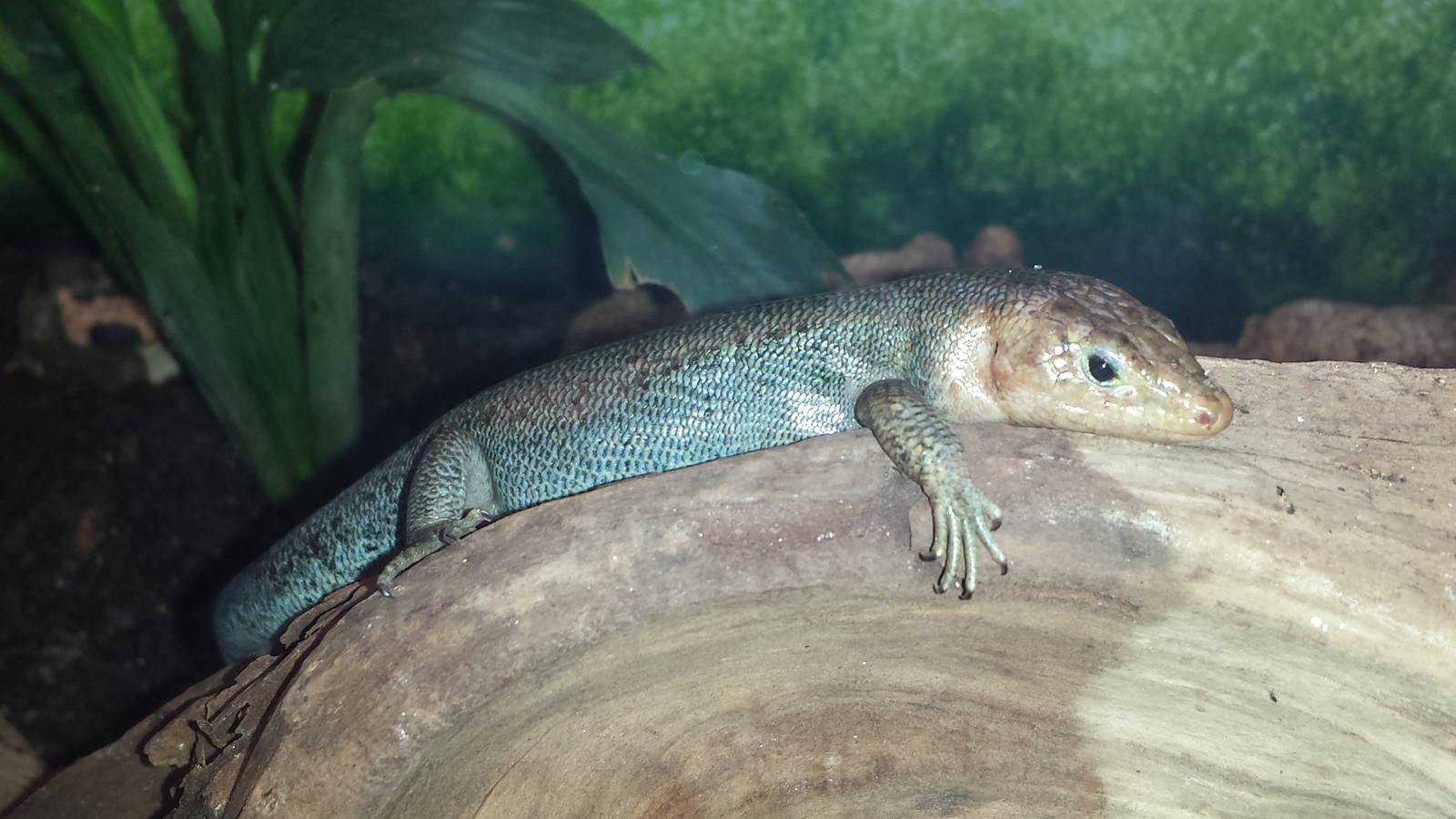 Bermuda skink