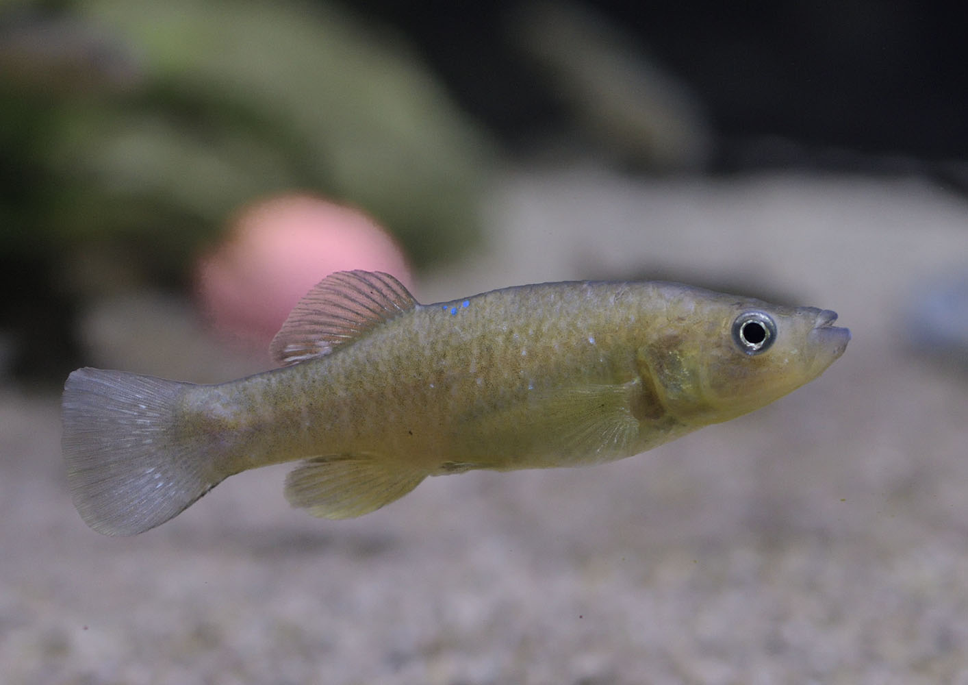 Bermudan killifish