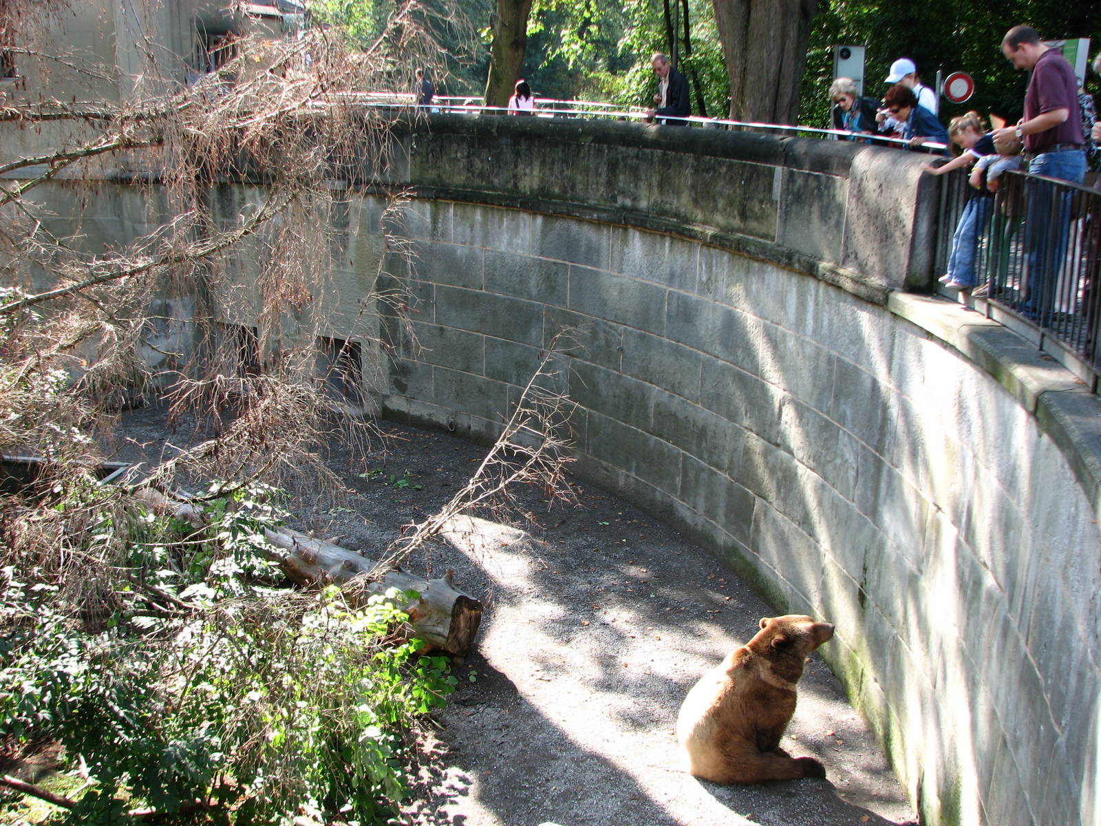 Bern Bear Pits 2006 - Brown Bear begs for food from viewers
