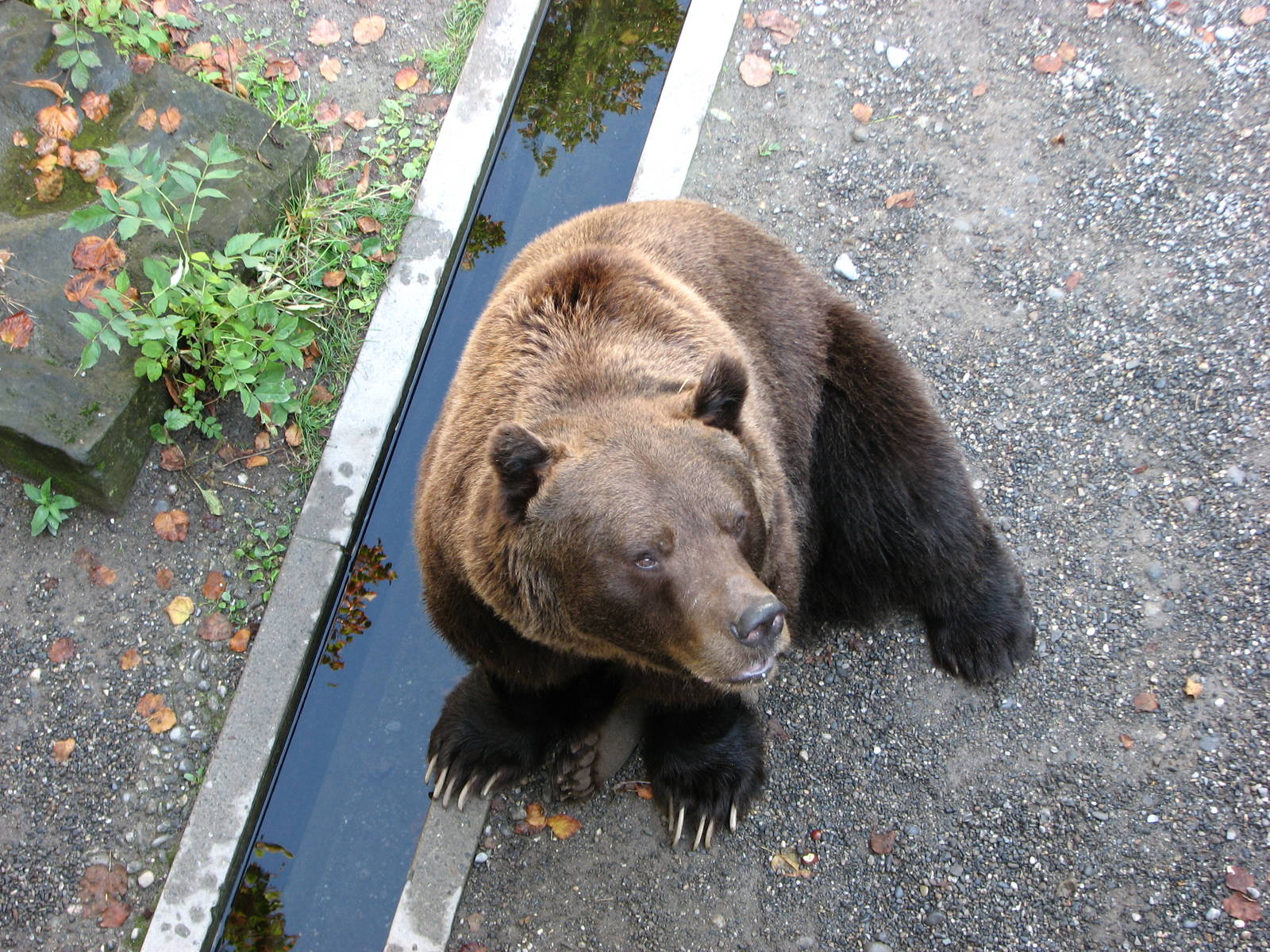 Bern Bear Pits 2006 - Brown Bear