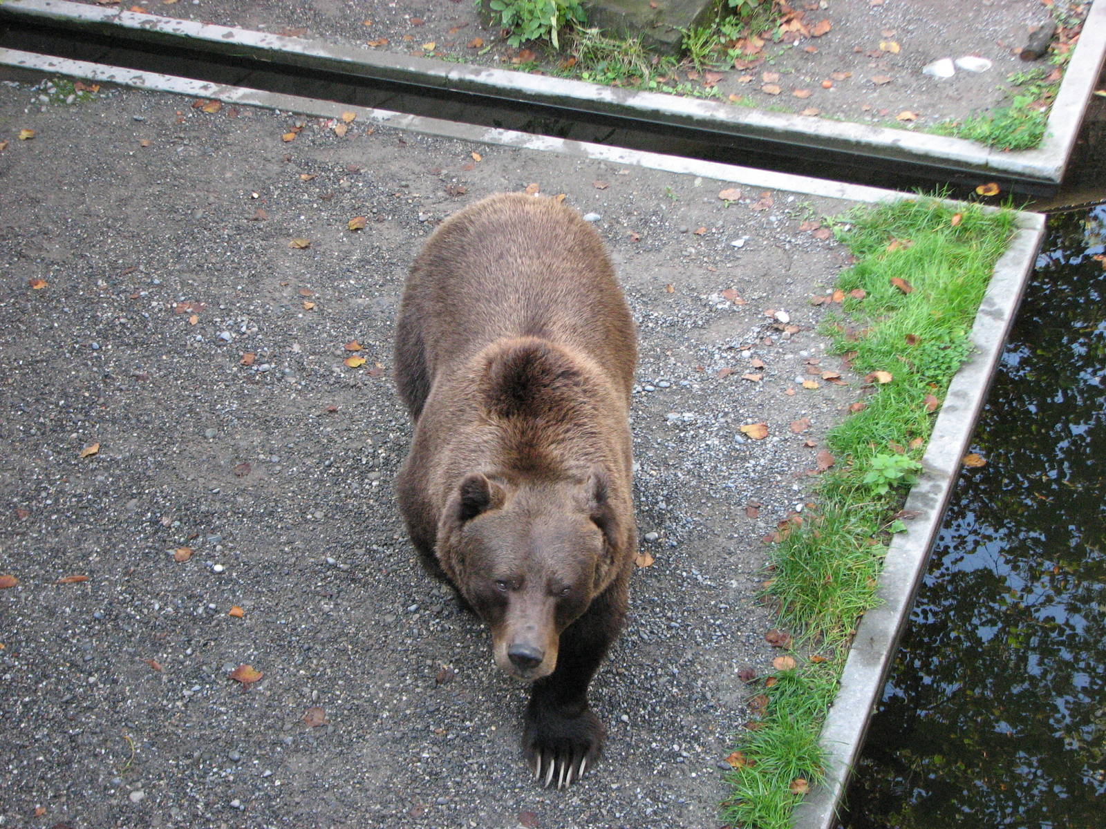 Bern Bear Pits 2006 - Brown Bear