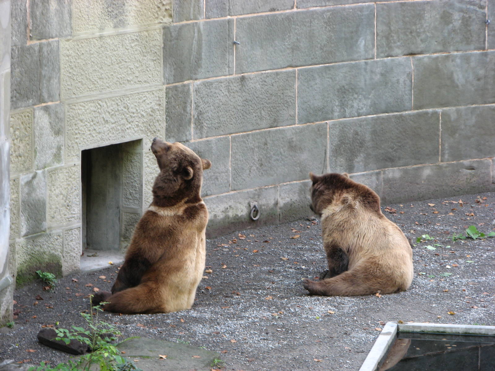 Bern Bear Pits 2006 - Brown Bears begging for food