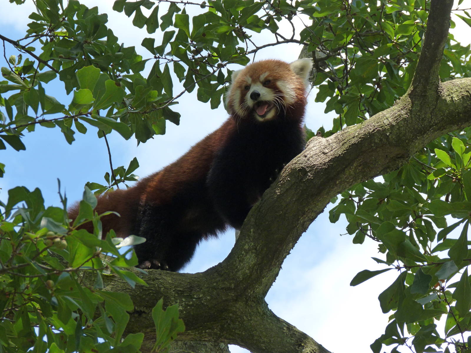 Bernadette the Red Panda