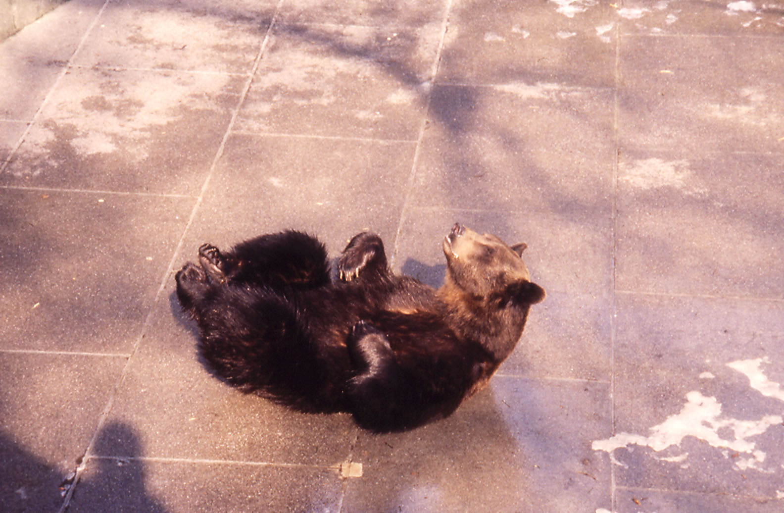 Berne Bear Pits - 1984