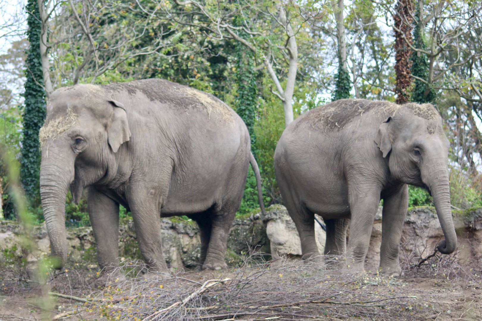Bernhardine and Samiya, Asian elephants (Elephas maximus) - 28/10/2024