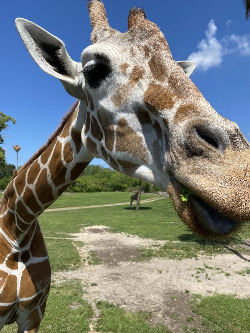 Bernie the Giraffe (Giraffa camelopardalis reticulata)