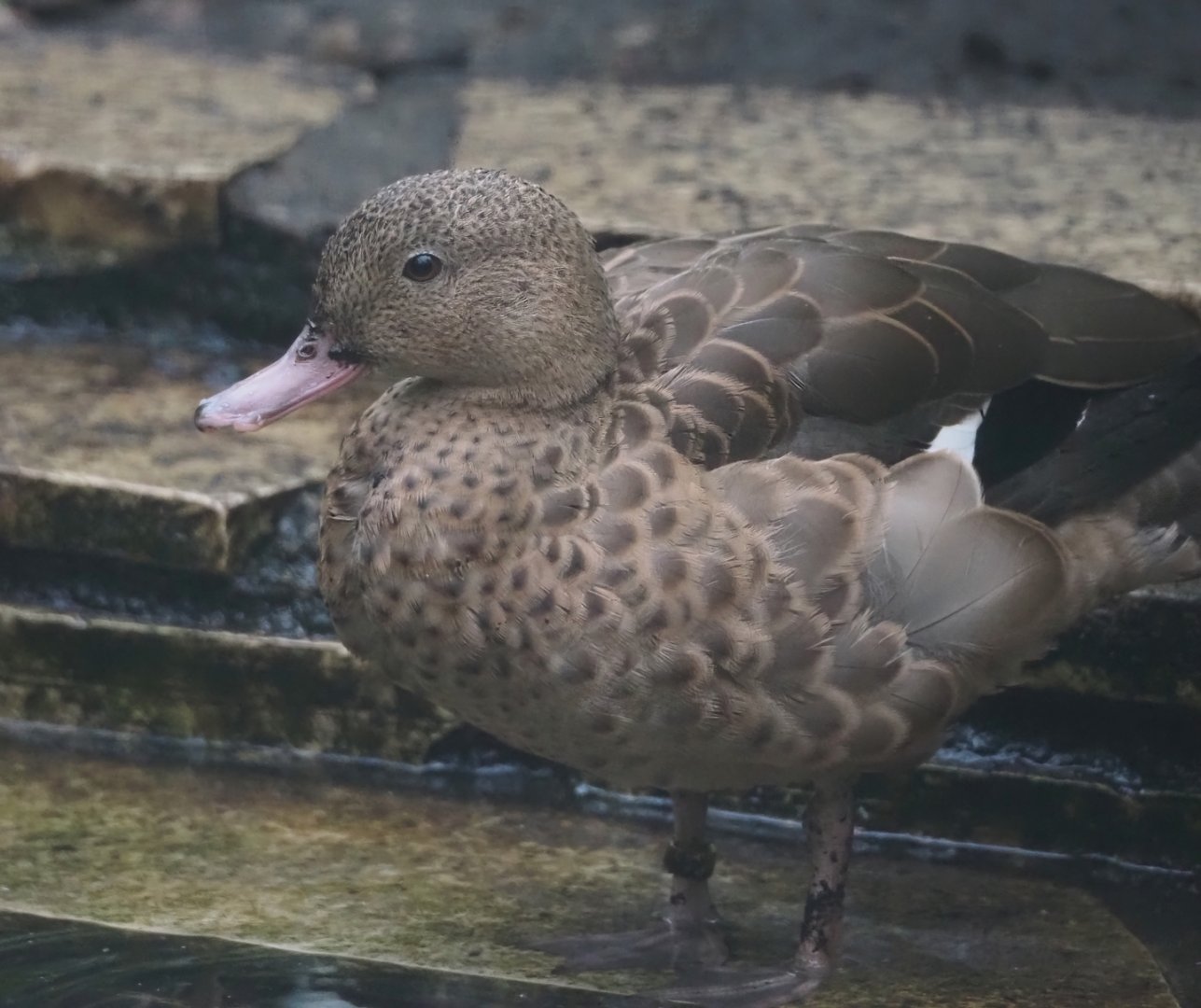 Bernier`s teal (Anas bernieri), 2024-05-22
