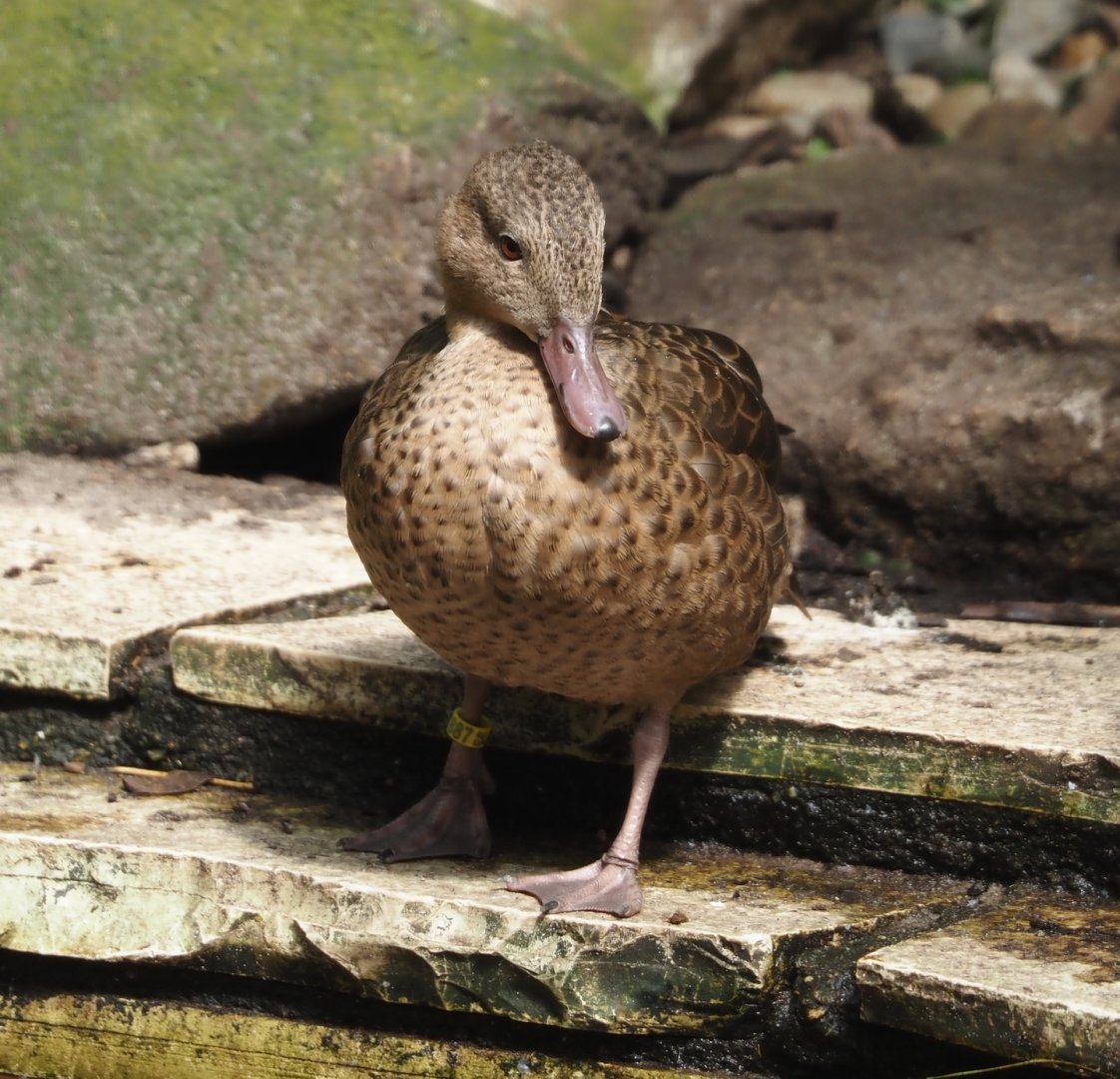 Bernier`s teal (Anas bernieri), 2024-05-23