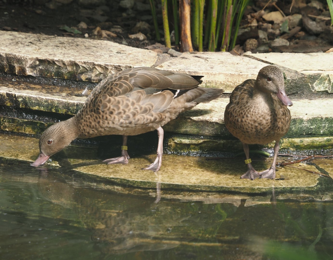 Bernier`s teals (Anas bernieri), 2024-05-23