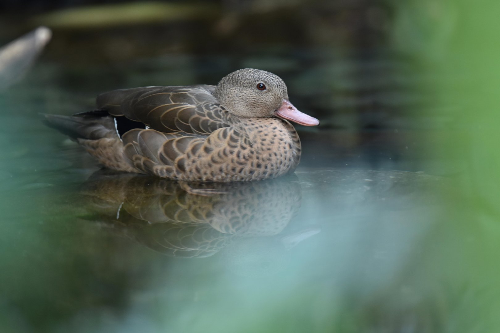 Bernier teal (Anas bernieri)