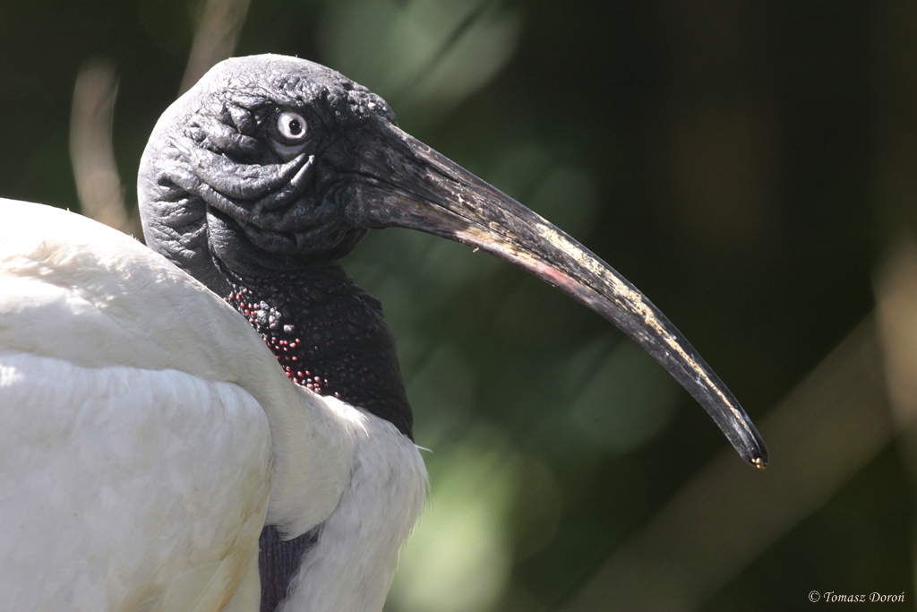 Bernier's Madagascar White Ibis (Threskiornis bernieri)