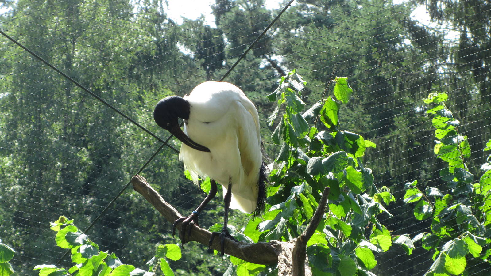 Bernier's Madagascar White Ibis