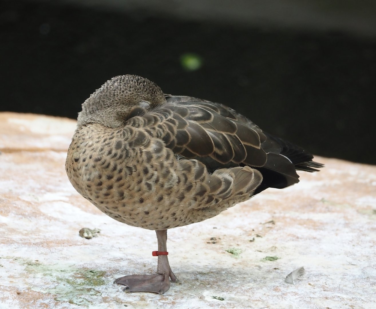 Bernier's teal (Anas bernieri), 2024-08-05