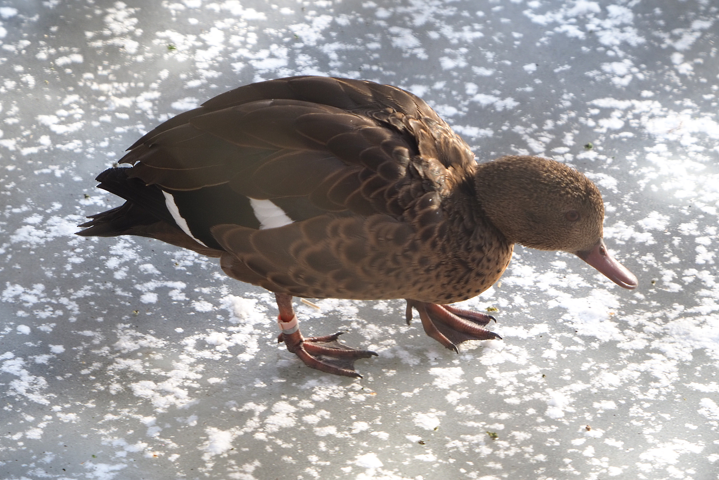 Bernier's teal (Anas bernieri) on the ice, 2021-02-14
