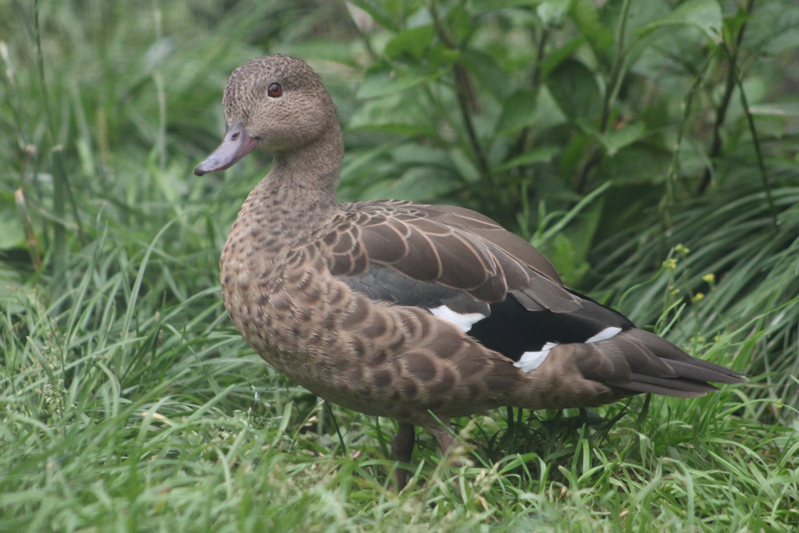 Bernier's teal (Anas bernieri)
