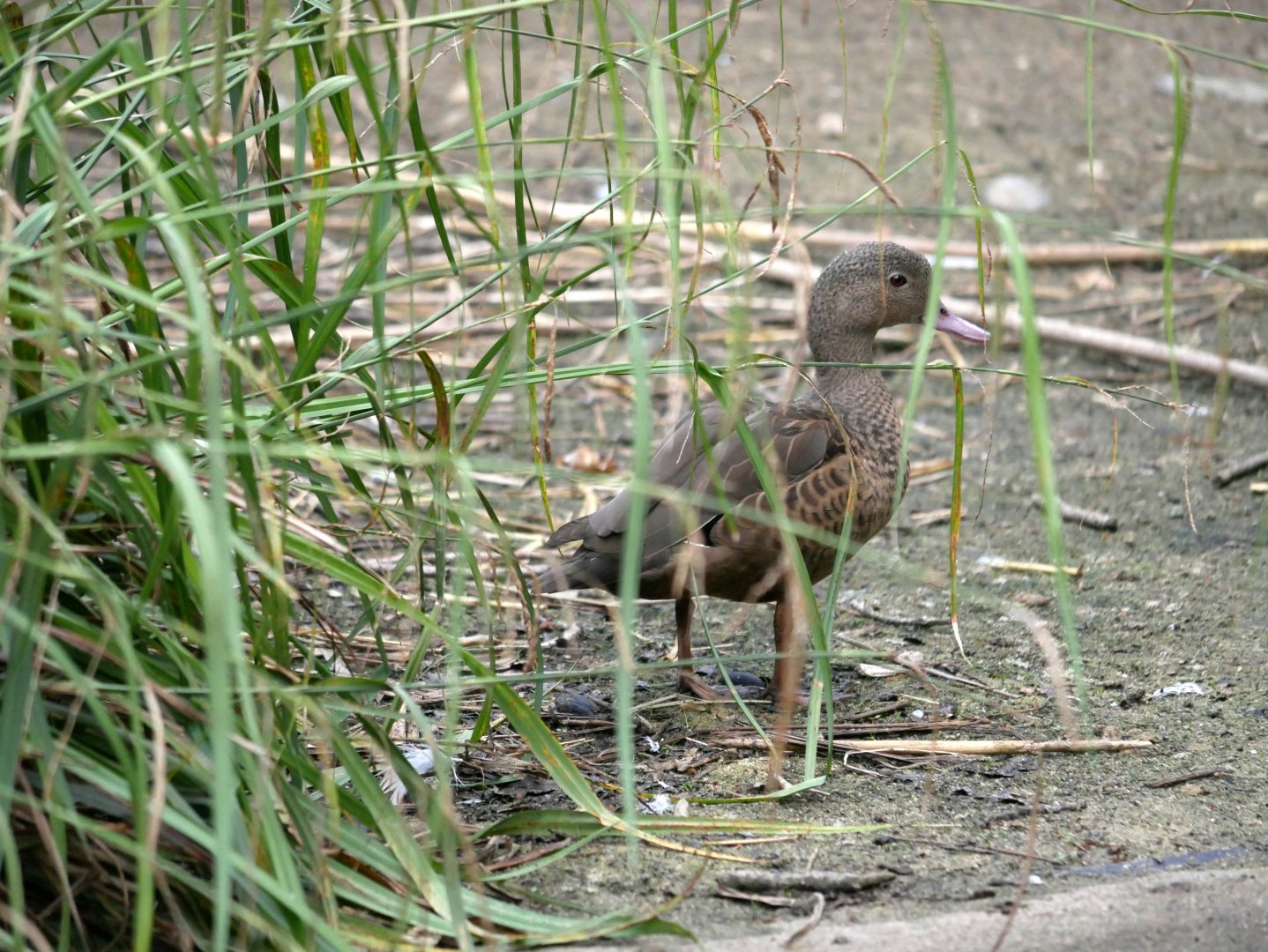 Bernier's teal (Anas bernieri)