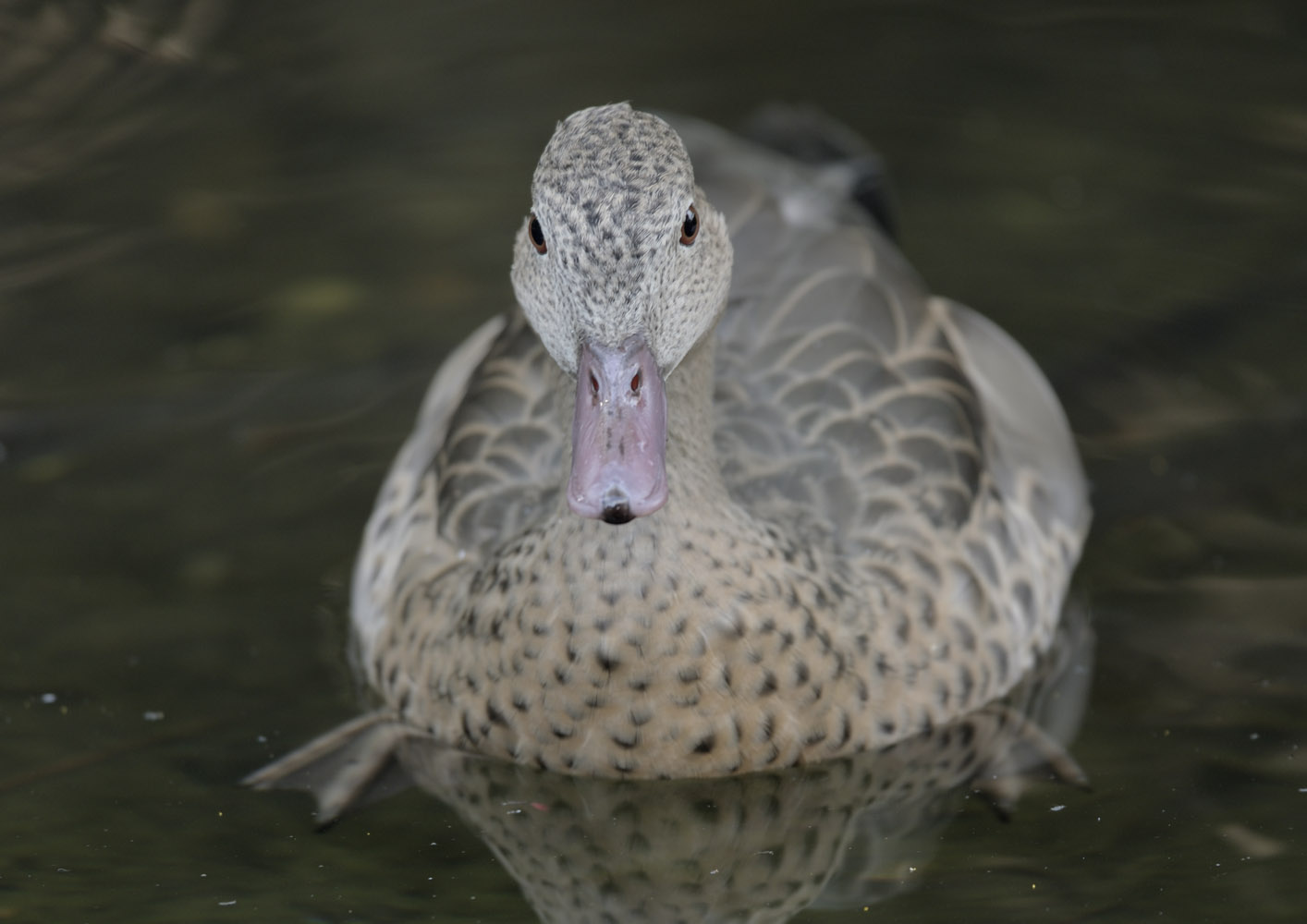 Bernier's teal