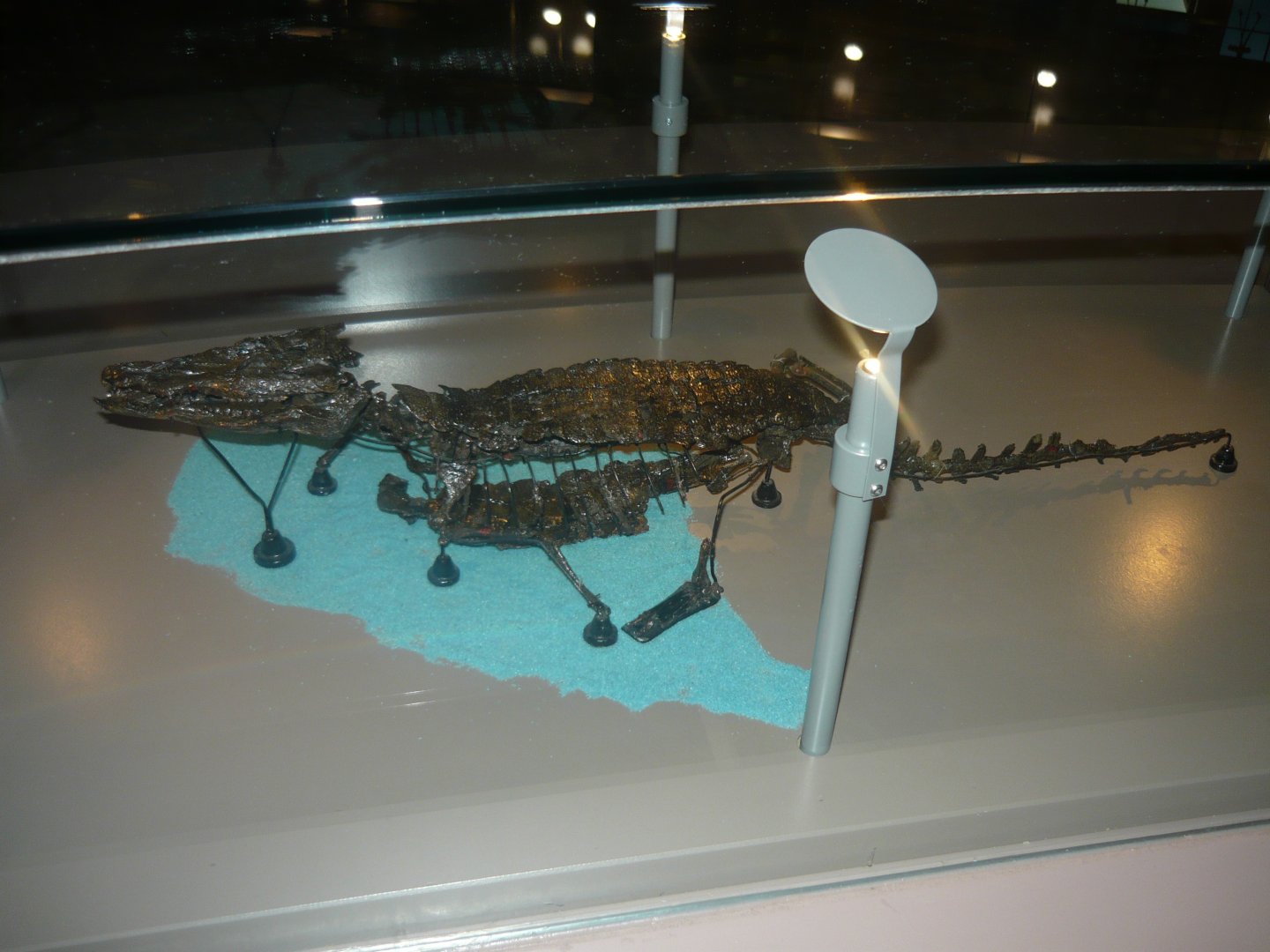 Bernissartia fagesii