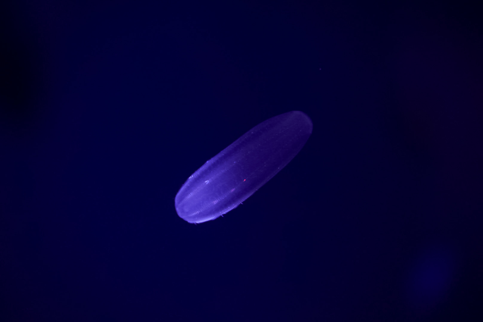 Beroe Comb Jelly