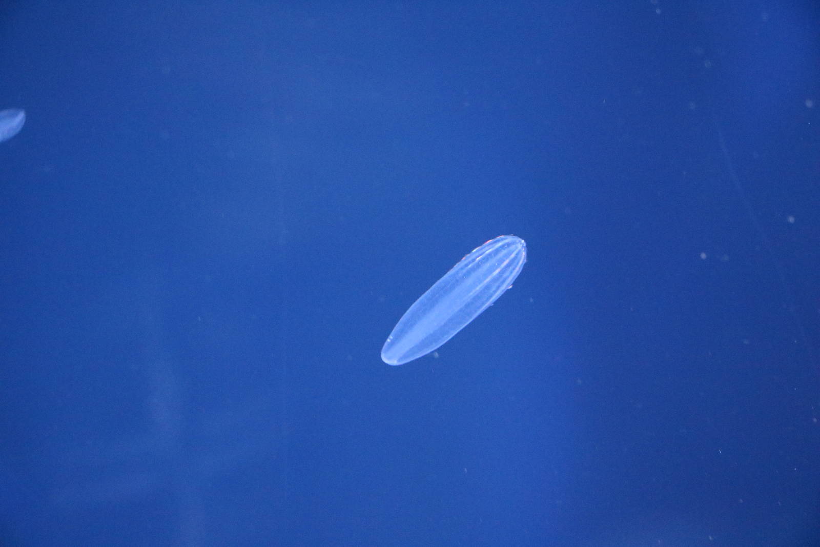 Beroe sp. - Sumida Aquarium, February 2016