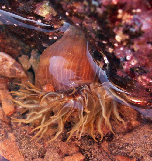 Berried Anemone (Alicia mirabilis)