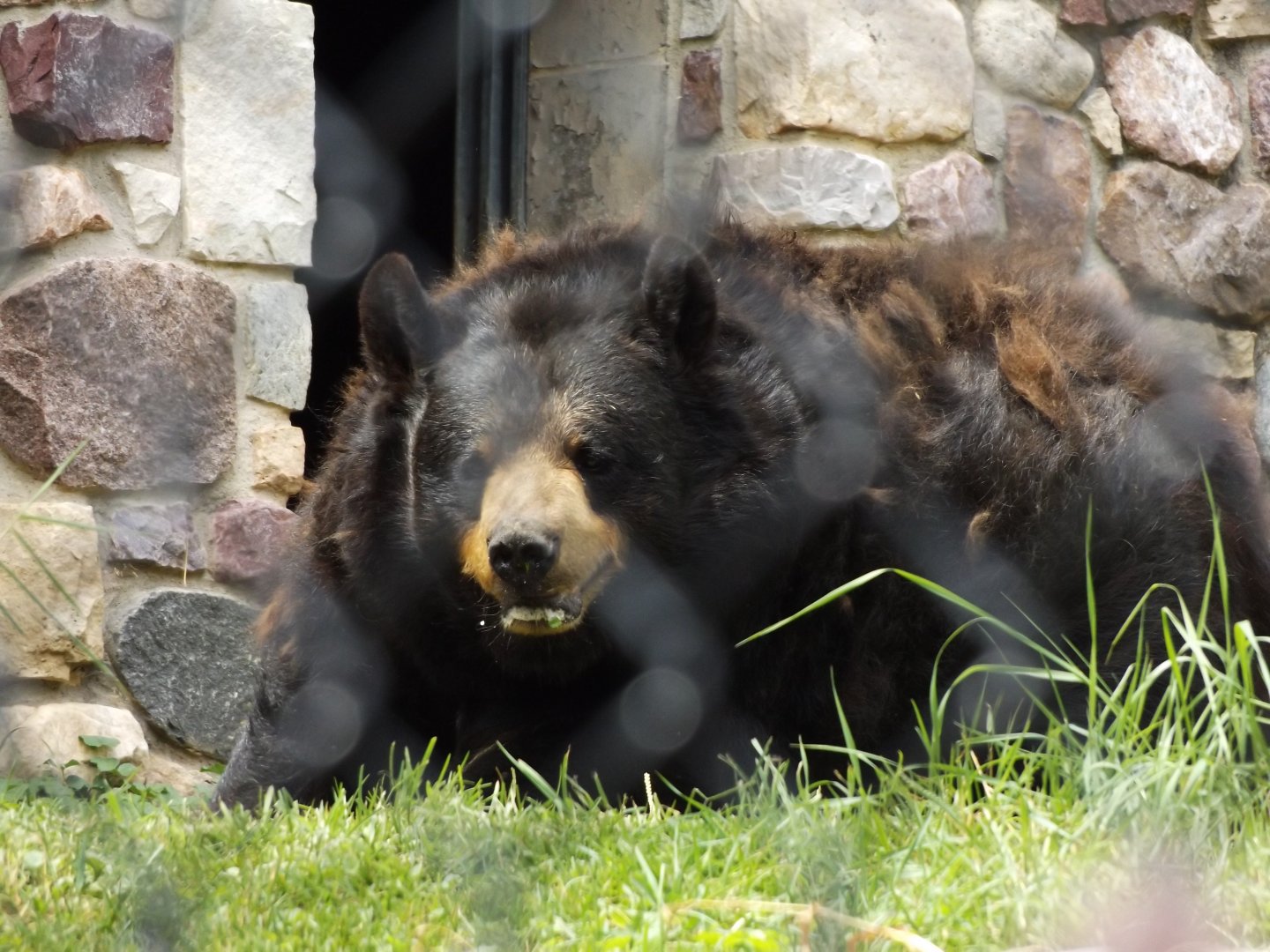 Berryboo/Sassy the Black Bear