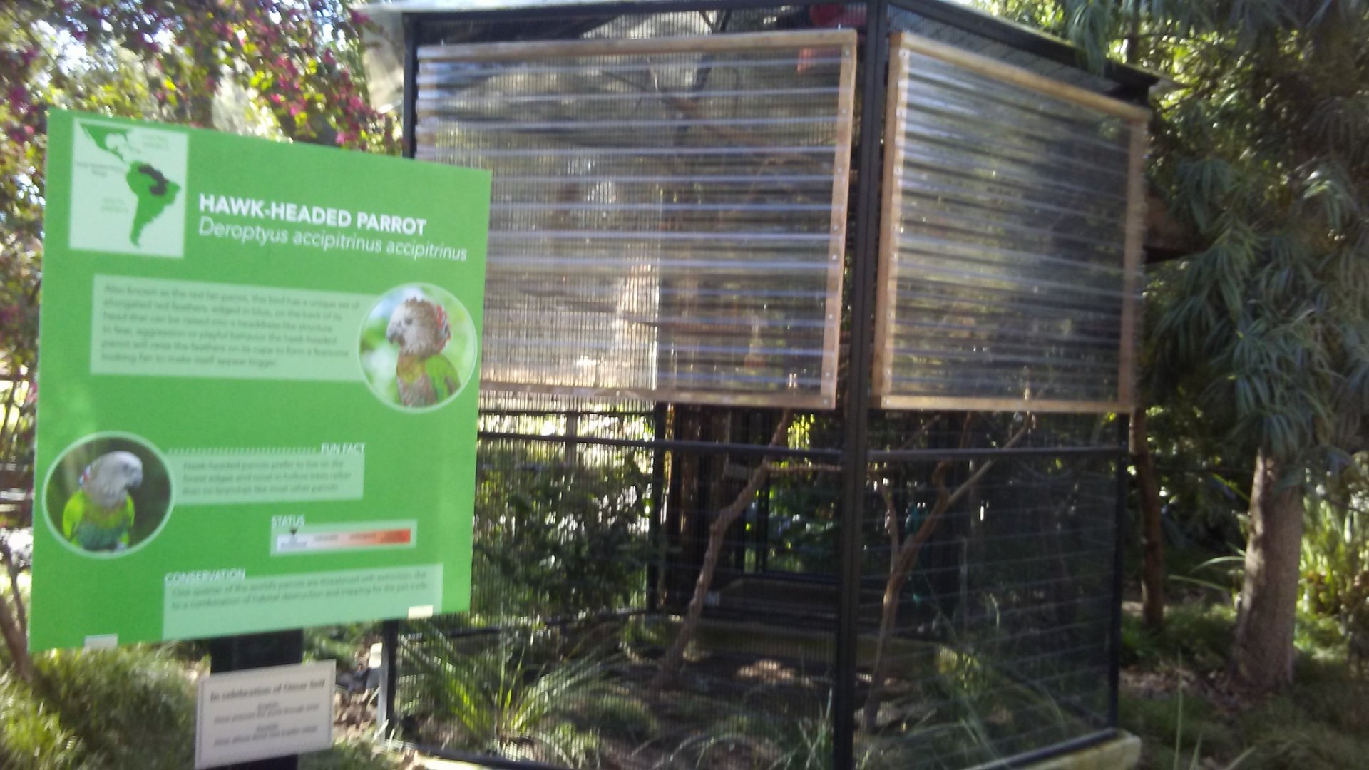 Bert the hawk-headed parrot's exhibit