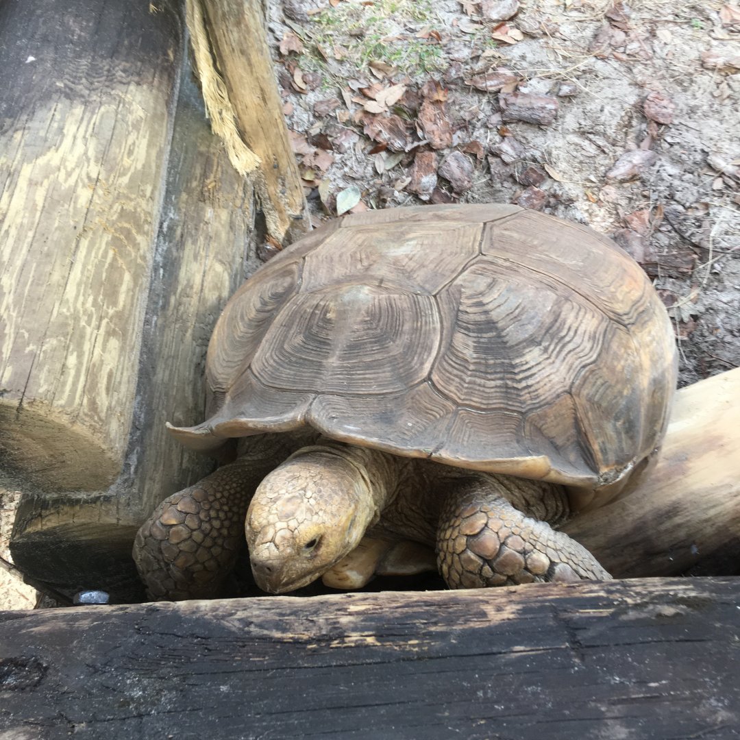 Bert the Sulcata Tortoise