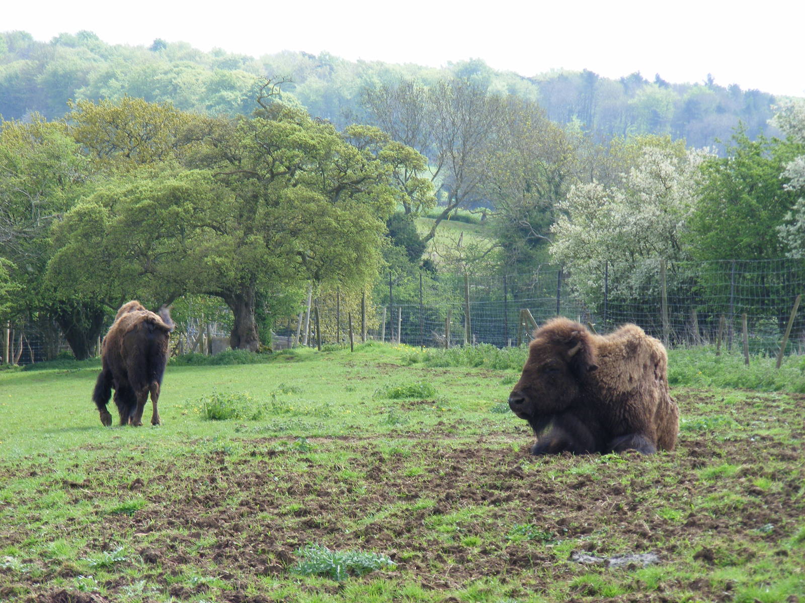 Bertha and Busta the American bisons at Noah's Ark Zoo Farm, 1 May 2010