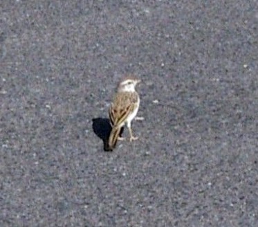 Berthelot's Pipit (Anthus berthelotii)