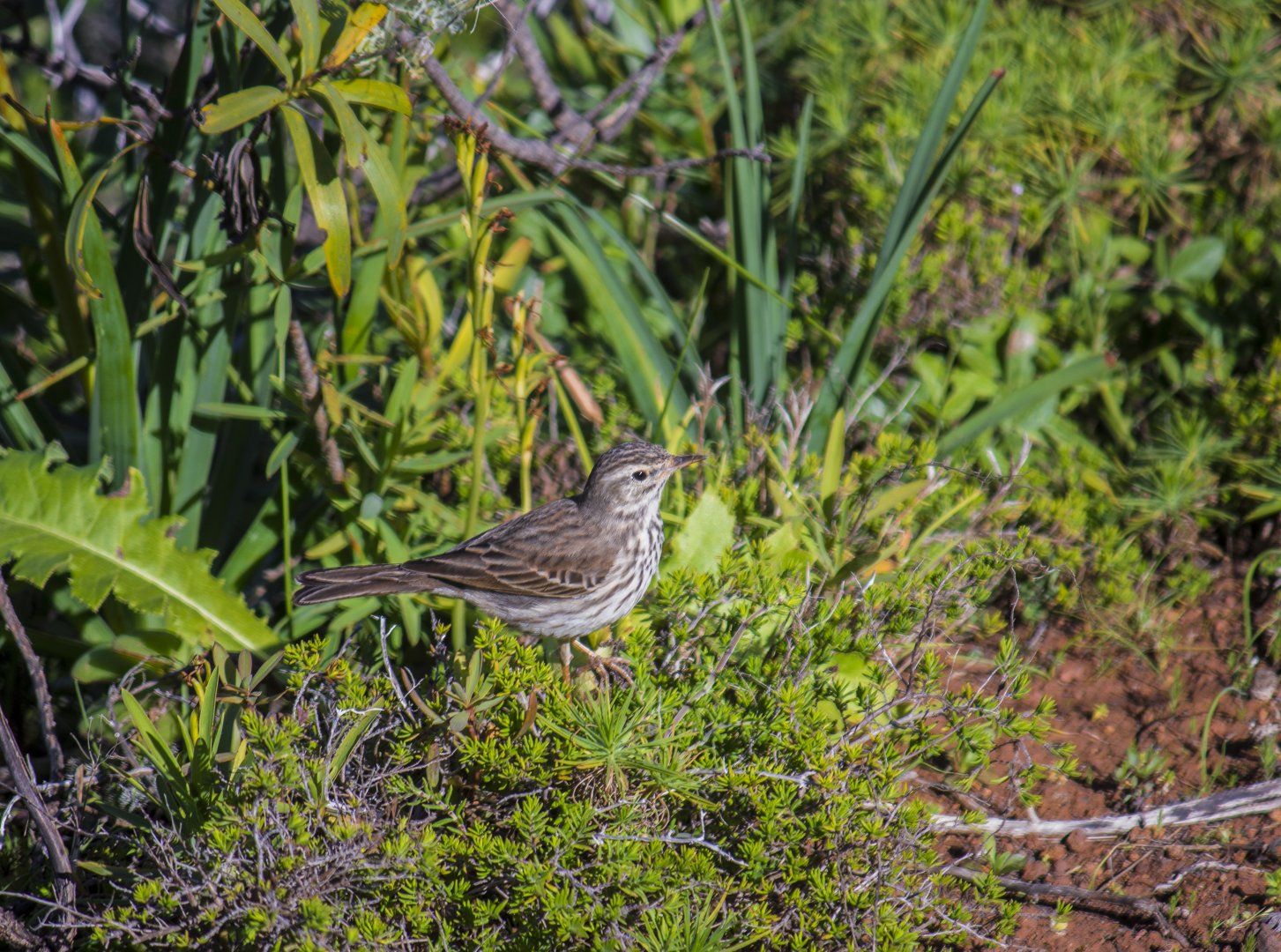Berthelot's pipit, Anthus berthelotii