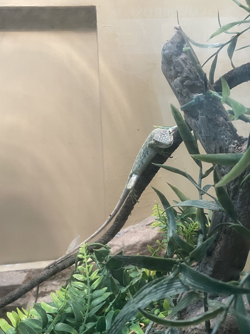 Berthold’s Monkey Lizard