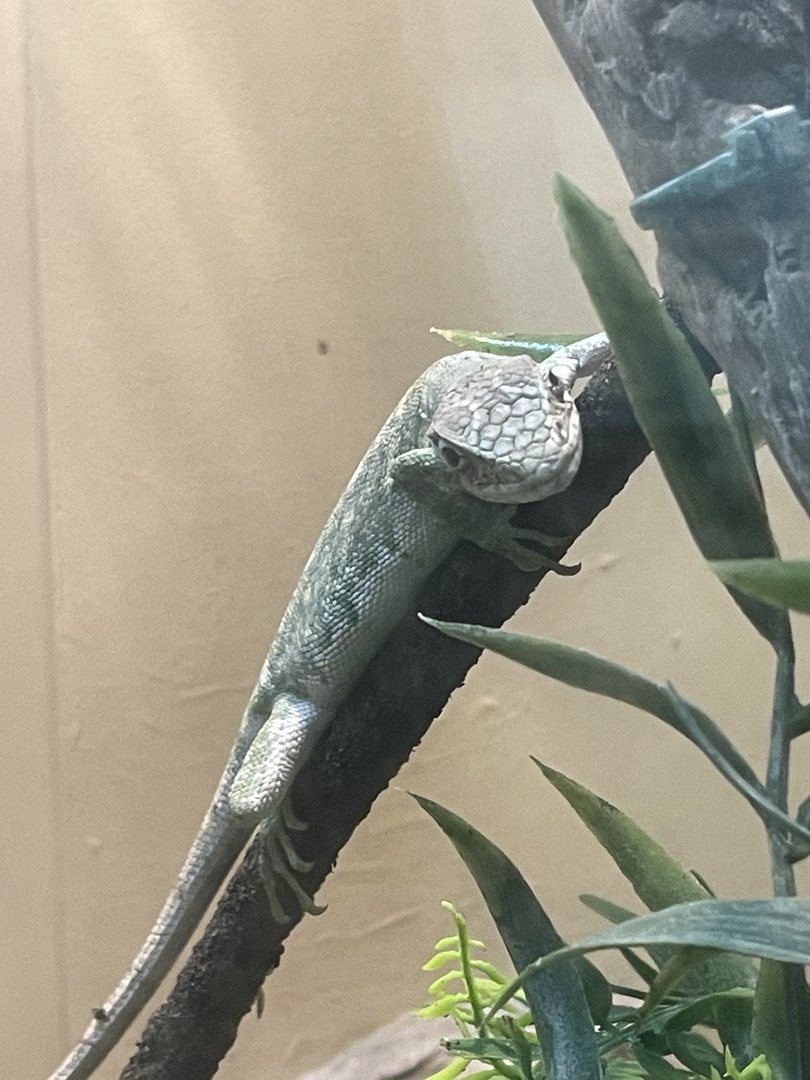 Berthold’s Monkey Lizard