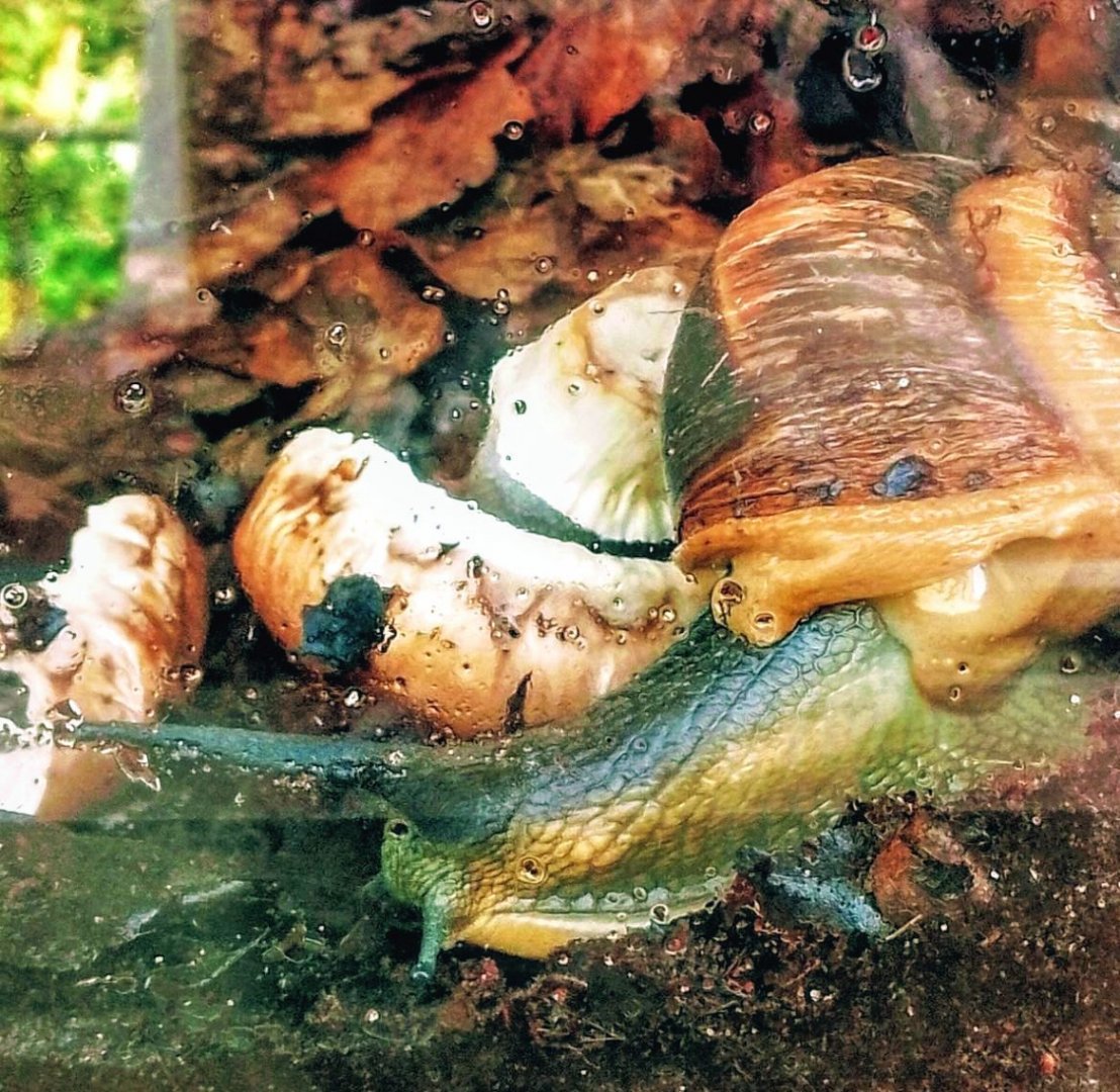 Bertia Cambojiensis 180525