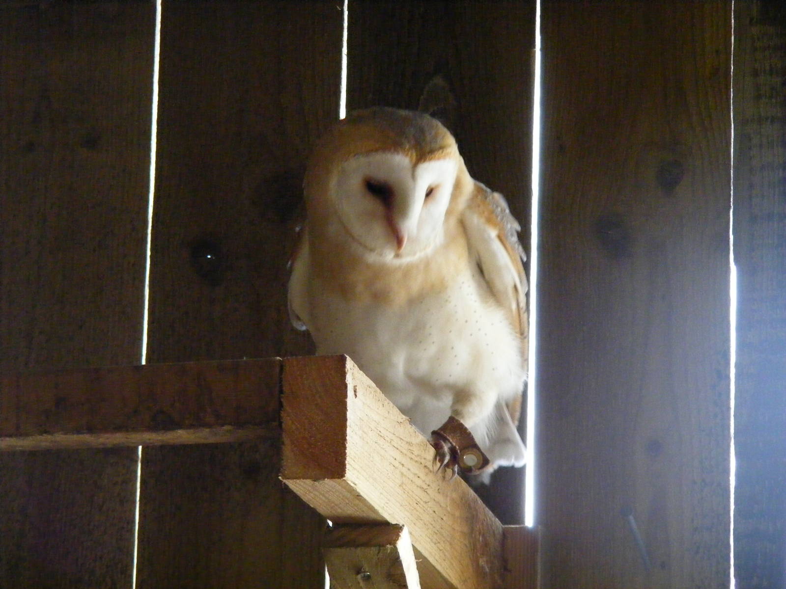 Bertie the barn owl at Noah's Ark Zoo Farm, 31 July 2010