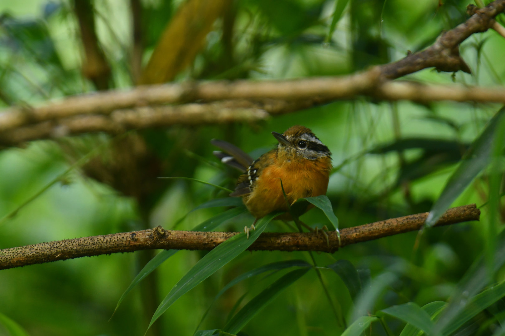 Bertoni's Antbird Drymophila rubricollis