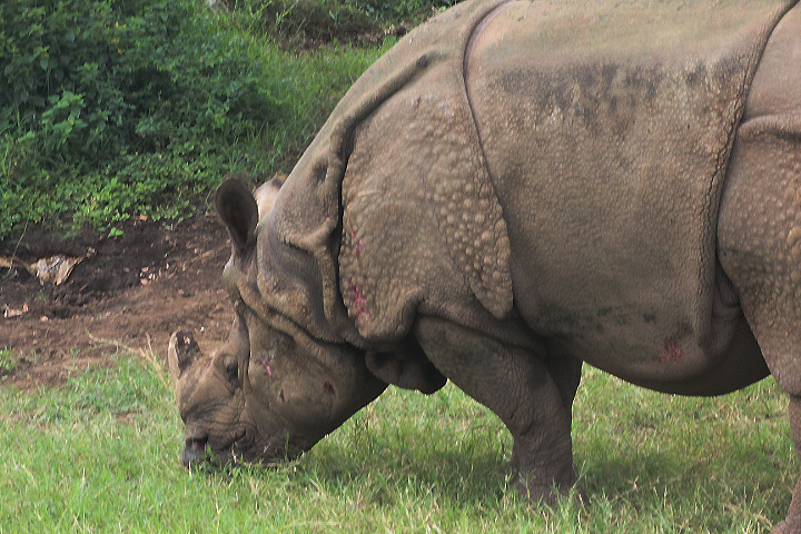 "Bertus" the Indian rhinoceros (Rhinoceros unicornis) - Drive Thru Park