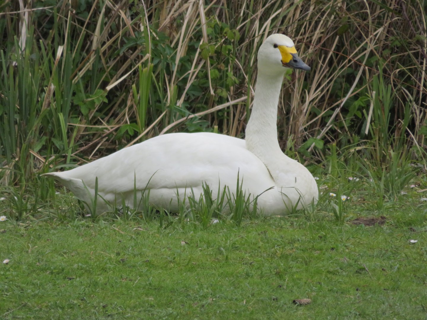 Berwick swan