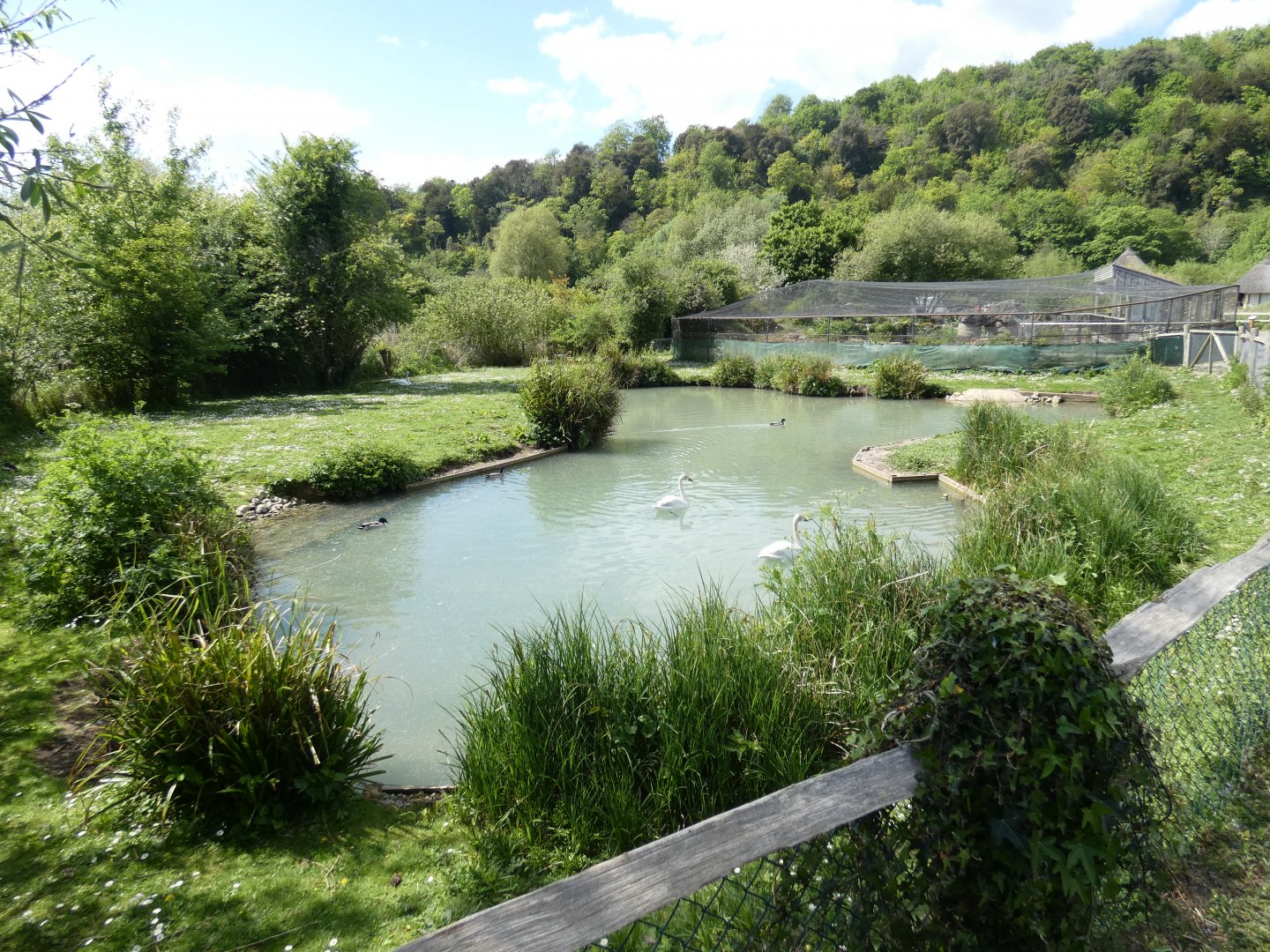 Berwick's swan enclosure