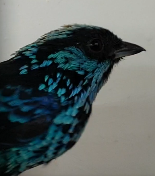 Beryl-spangled tanager - Tangara nigroviridis