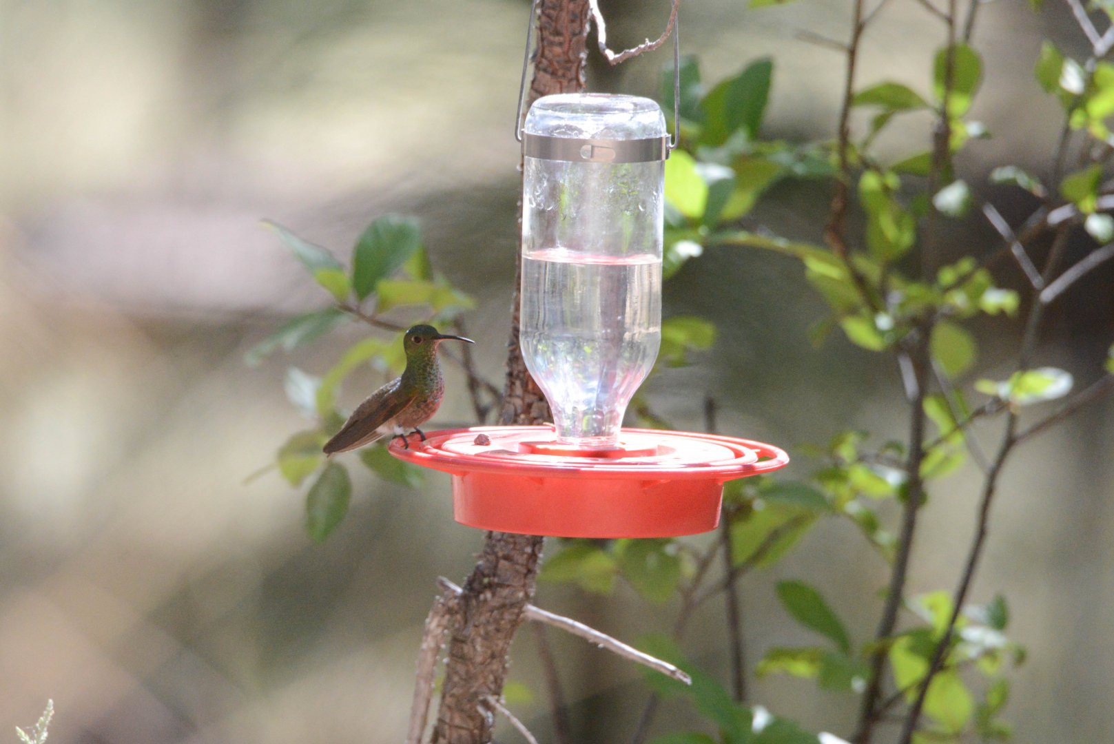 Beryline Hummingbird- Amazilia beryllina