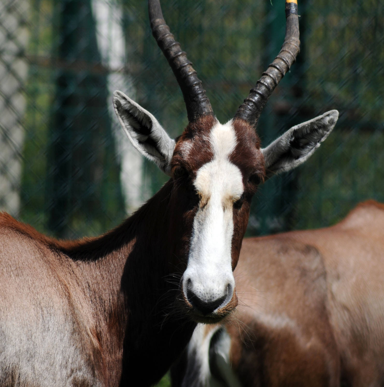 Besbok
