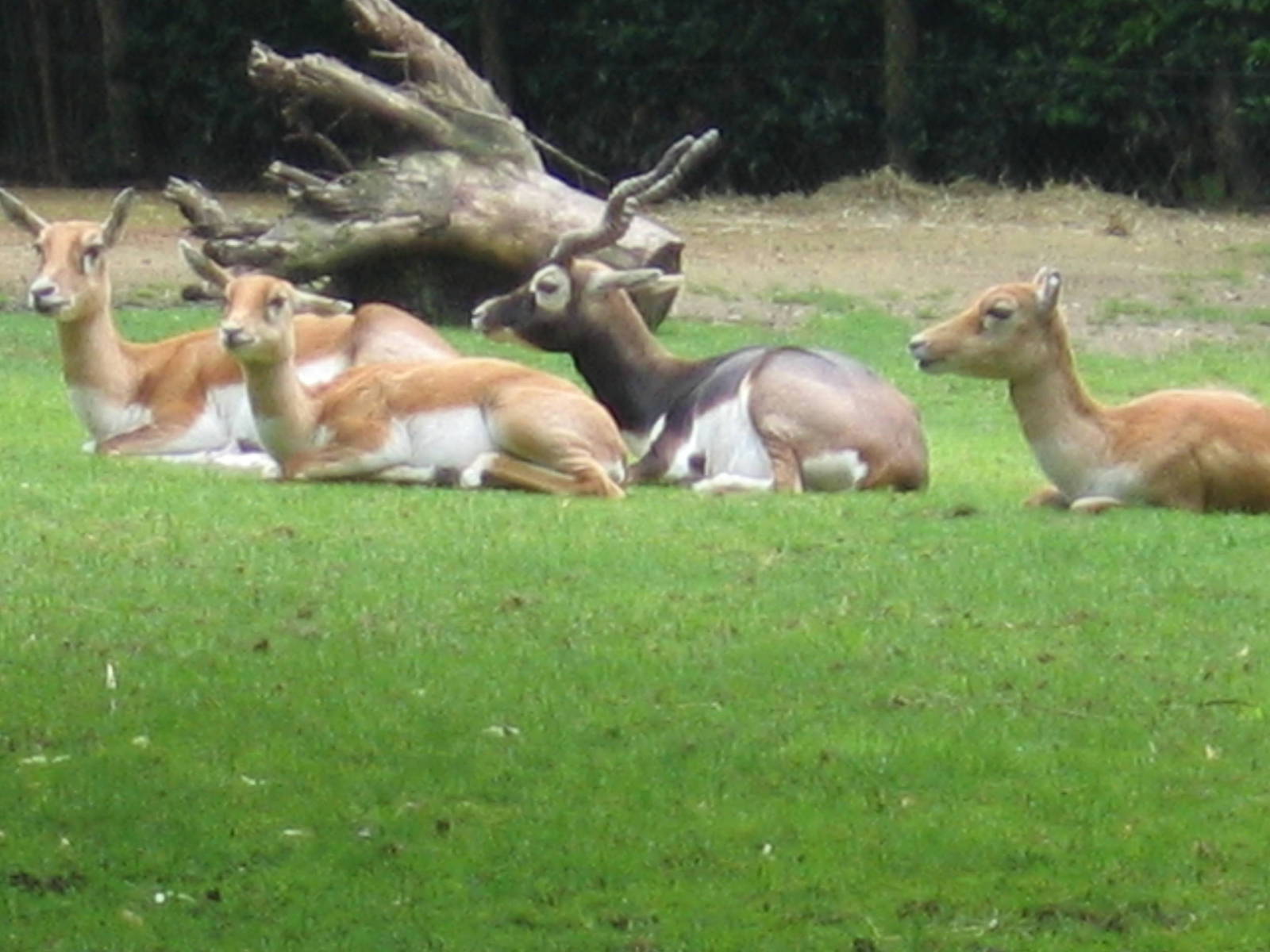 Besoar Antelopes