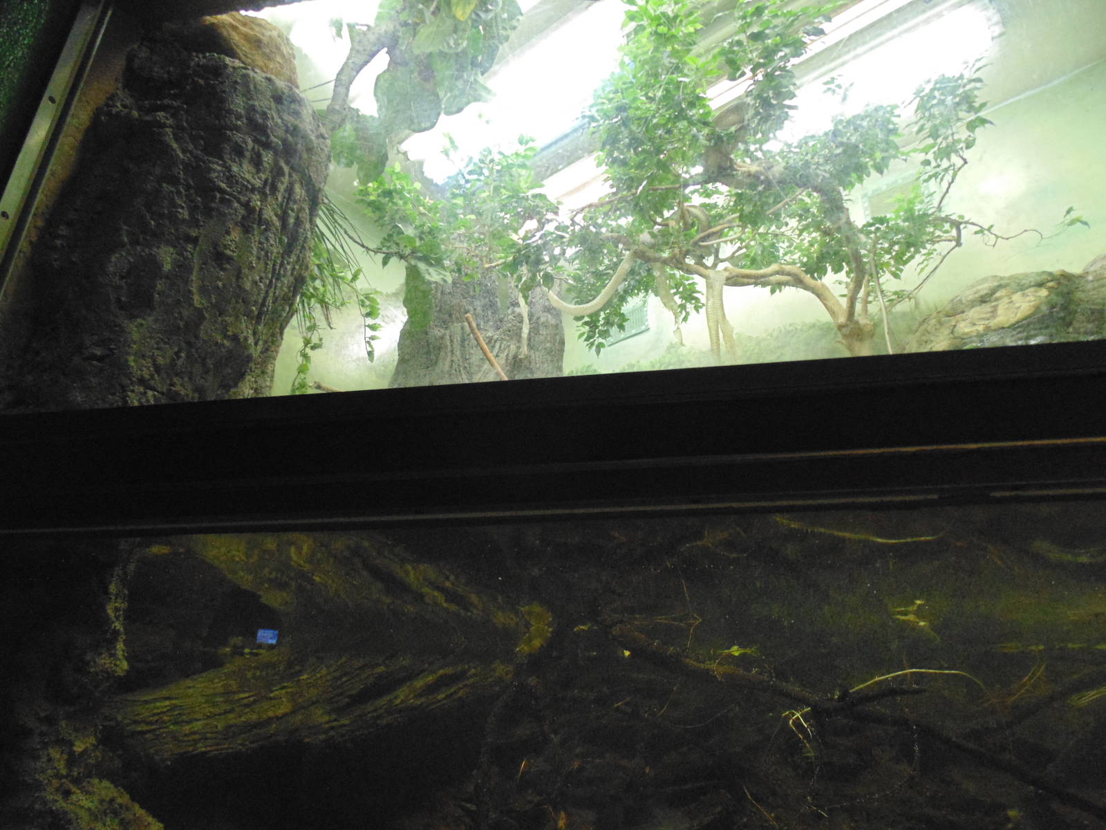 Best Black Mamba exhibit Ive Seen