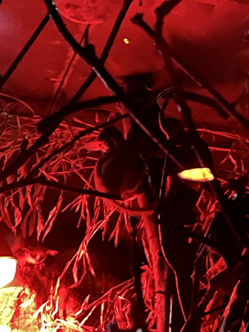 Best photo I could get of the Senegal bushbaby 12.2.25